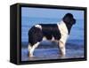 Landseer / Newfoundland Standing at the Beach-Adriano Bacchella-Framed Stretched Canvas