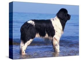 Landseer / Newfoundland Standing at the Beach-Adriano Bacchella-Stretched Canvas
