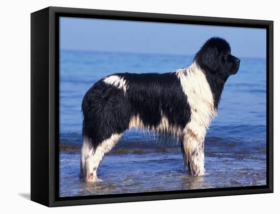 Landseer / Newfoundland Standing at the Beach-Adriano Bacchella-Framed Stretched Canvas