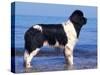 Landseer / Newfoundland Standing at the Beach-Adriano Bacchella-Stretched Canvas