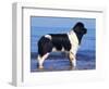 Landseer / Newfoundland Standing at the Beach-Adriano Bacchella-Framed Premium Photographic Print