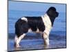 Landseer / Newfoundland Standing at the Beach-Adriano Bacchella-Mounted Premium Photographic Print