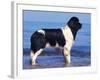 Landseer / Newfoundland Standing at the Beach-Adriano Bacchella-Framed Photographic Print