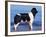 Landseer / Newfoundland Standing at the Beach-Adriano Bacchella-Framed Photographic Print