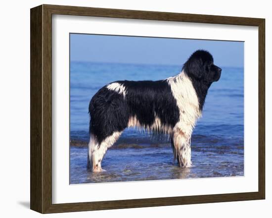 Landseer / Newfoundland Standing at the Beach-Adriano Bacchella-Framed Photographic Print