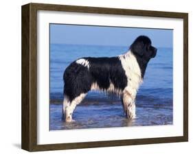 Landseer / Newfoundland Standing at the Beach-Adriano Bacchella-Framed Photographic Print