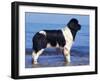 Landseer / Newfoundland Standing at the Beach-Adriano Bacchella-Framed Photographic Print