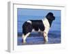 Landseer / Newfoundland Standing at the Beach-Adriano Bacchella-Framed Photographic Print