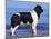Landseer / Newfoundland Standing at the Beach-Adriano Bacchella-Mounted Photographic Print