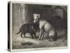 Landseer's Pet Dog Tiney, and Pet Cat-Ebenezer Newman Downard-Stretched Canvas