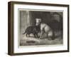 Landseer's Pet Dog Tiney, and Pet Cat-Ebenezer Newman Downard-Framed Giclee Print