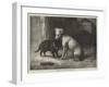 Landseer's Pet Dog Tiney, and Pet Cat-Ebenezer Newman Downard-Framed Giclee Print