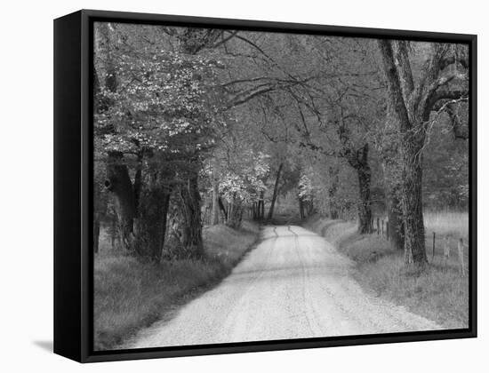 Lane at Cades Cove in the Spring in the Smoky Mountains National Park, Tennessee, Usa-Joanne Wells-Framed Stretched Canvas