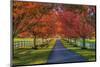 Lane in Fall-Robert Lott-Mounted Art Print