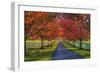 Lane in Fall-Robert Lott-Framed Art Print