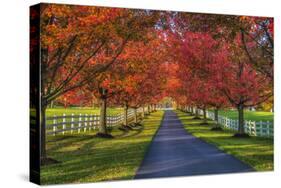 Lane in Fall-Robert Lott-Stretched Canvas