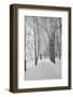 Lane in Town Park-basel101658-Framed Photographic Print