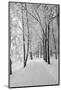 Lane in Town Park-basel101658-Mounted Photographic Print