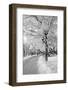 Lane in Town Park-basel101658-Framed Photographic Print
