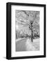 Lane in Town Park-basel101658-Framed Photographic Print