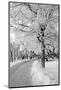 Lane in Town Park-basel101658-Mounted Photographic Print