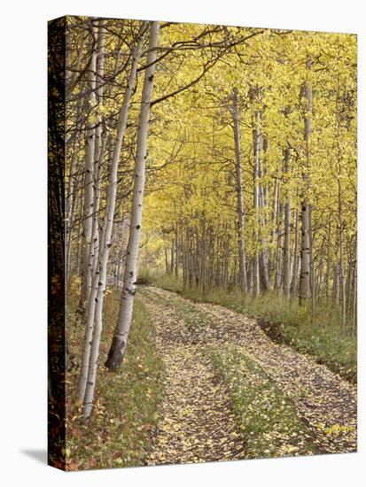 Lane Through Fall Aspens, Ophir Pass, Uncompahgre National Forest, Colorado, USA-James Hager-Stretched Canvas