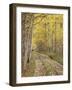 Lane Through Fall Aspens, Ophir Pass, Uncompahgre National Forest, Colorado, USA-James Hager-Framed Photographic Print