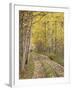 Lane Through Fall Aspens, Ophir Pass, Uncompahgre National Forest, Colorado, USA-James Hager-Framed Photographic Print