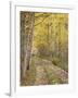 Lane Through Fall Aspens, Ophir Pass, Uncompahgre National Forest, Colorado, USA-James Hager-Framed Photographic Print