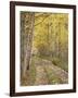 Lane Through Fall Aspens, Ophir Pass, Uncompahgre National Forest, Colorado, USA-James Hager-Framed Photographic Print