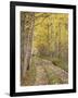 Lane Through Fall Aspens, Ophir Pass, Uncompahgre National Forest, Colorado, USA-James Hager-Framed Photographic Print