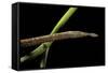 Langaha Madagascariensis (Leafnose Snake) - Female-Paul Starosta-Framed Stretched Canvas