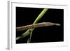 Langaha Madagascariensis (Leafnose Snake) - Female-Paul Starosta-Framed Photographic Print