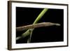 Langaha Madagascariensis (Leafnose Snake) - Female-Paul Starosta-Framed Photographic Print