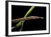 Langaha Madagascariensis (Leafnose Snake) - Female-Paul Starosta-Framed Photographic Print