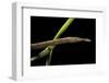 Langaha Madagascariensis (Leafnose Snake) - Female-Paul Starosta-Framed Photographic Print