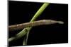 Langaha Madagascariensis (Leafnose Snake) - Female-Paul Starosta-Mounted Photographic Print