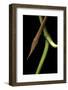 Langaha Madagascariensis (Leafnose Snake) - Male-Paul Starosta-Framed Photographic Print