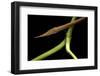 Langaha Madagascariensis (Leafnose Snake) - Male-Paul Starosta-Framed Photographic Print