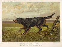 Gordon Setter in the Field with Its Classic Black and Tan Colouring-Langham David-Stretched Canvas