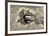 Langley's Sunspot Observation, 1873-Science Source-Framed Giclee Print