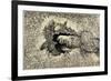 Langley's Sunspot Observation, 1873-Science Source-Framed Giclee Print