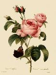 Hudson's Rose-Langlois-Giclee Print