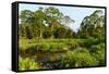 Lango Bai. Odzala-Kokoua National Park. Congo-Roger De La Harpe-Framed Stretched Canvas