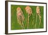 Langoustines, 2000-Delphine D. Garcia-Framed Giclee Print