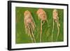 Langoustines, 2000-Delphine D. Garcia-Framed Giclee Print