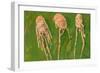 Langoustines, 2000-Delphine D. Garcia-Framed Giclee Print