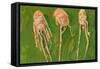 Langoustines, 2000-Delphine D. Garcia-Framed Stretched Canvas