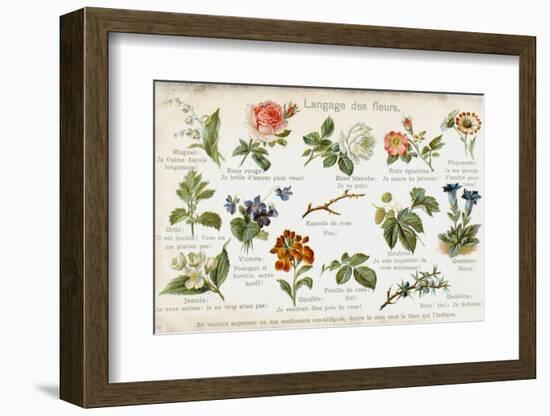 Language of Flowers Card-null-Framed Photographic Print