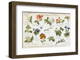 Language of Flowers Card-null-Framed Photographic Print